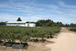 Finalizan exitoso proyecto en arándanos
