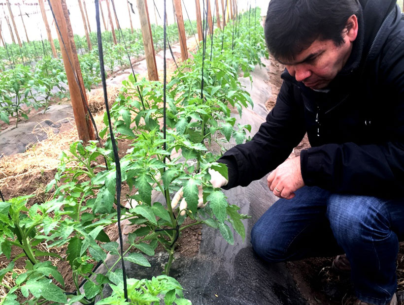 Inician ensayos para optimizar cultivos agrícolas en Valle de Copiapó