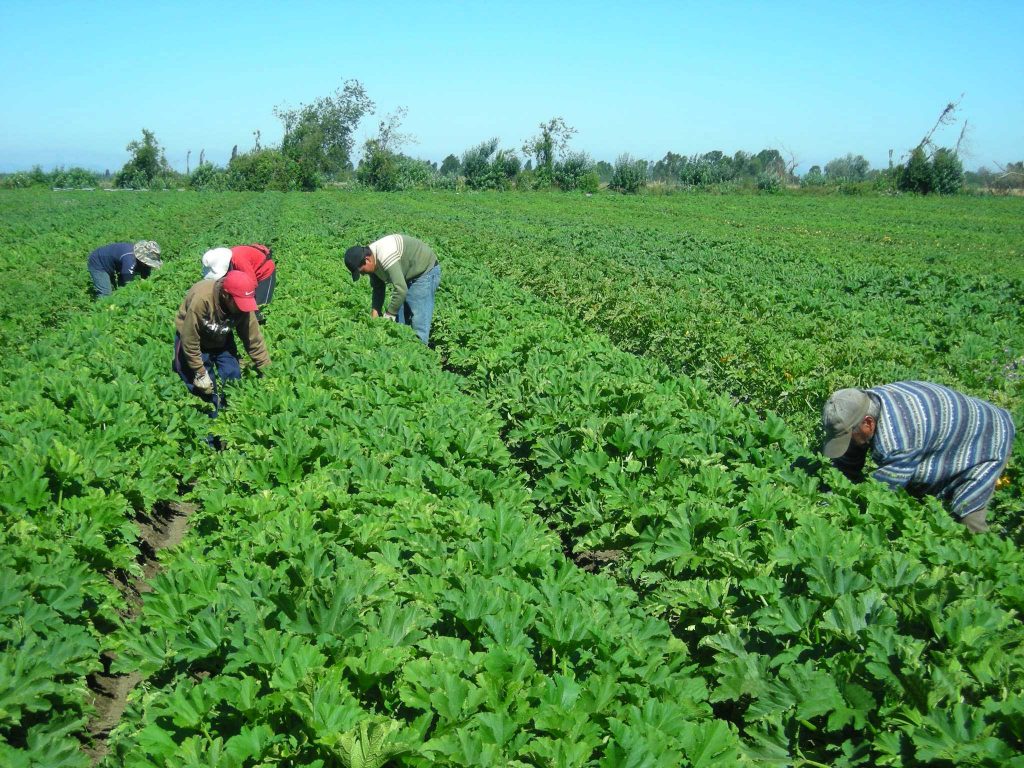 Multigremial de Ñuble preocupada por impacto de las reformas