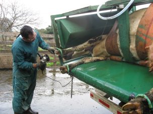 Bienestar Animal: Video entrega consejos prácticos a productores lecheros