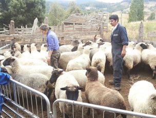 Fomentan producción de cordero, semillas y berries de San Juan de la Costa