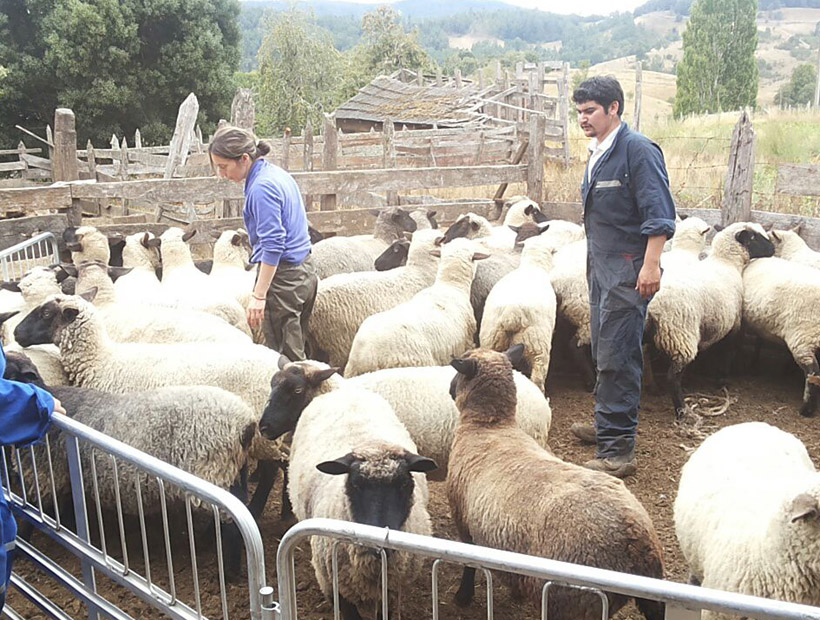 Fomentan producción de cordero, semillas y berries de San Juan de la Costa