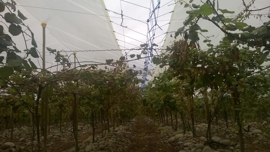 Coberturas plásticas reducirían incidencia de Psa en kiwi