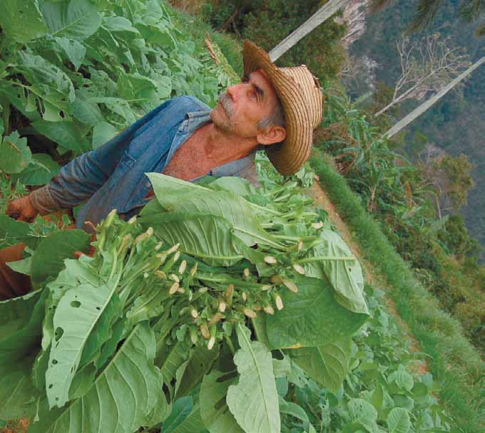 Productores de tabaco de la región “indignados” con la ley que se busca aprobar en el Congreso