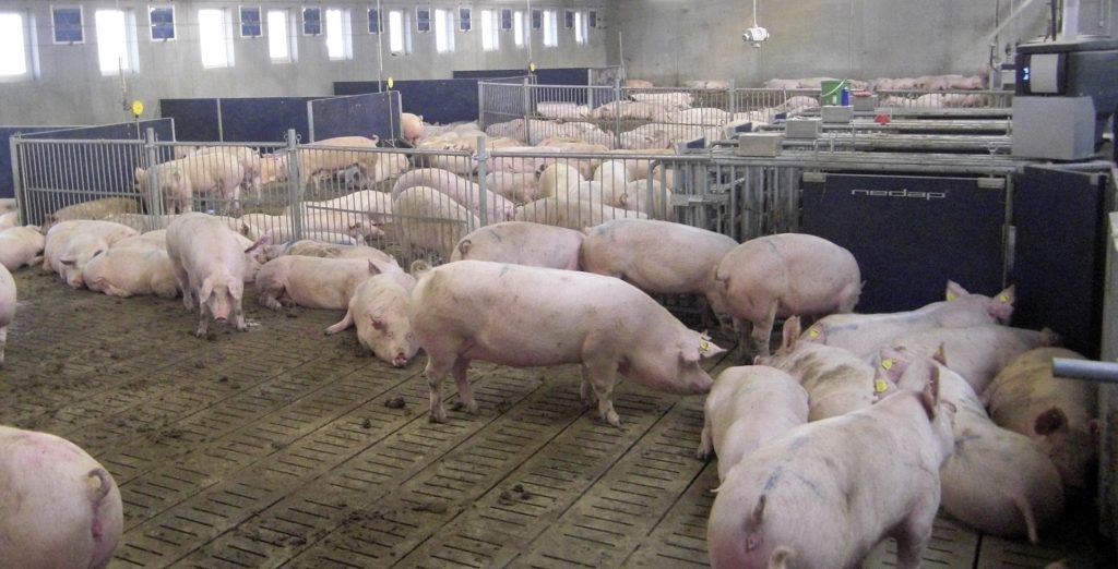 Crece producción del sector porcino chileno