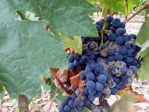 Desarrollan biofungicida para combatir hongo que afecta a la uva