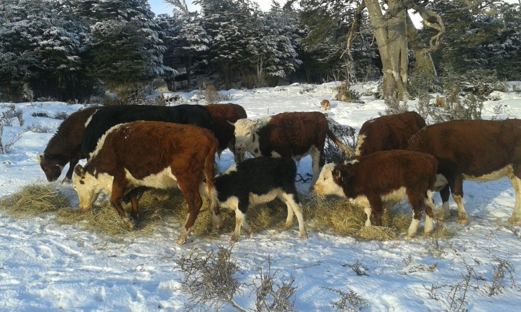 Bovinos en riesgo por nevazón en Magallanes reciben alimento