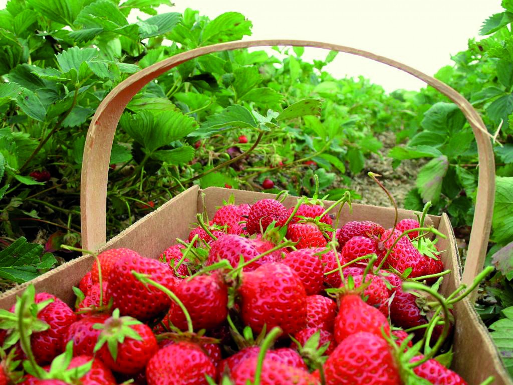 Innovación reducirá costos de producción en cultivo de frutillas en O’Higgins