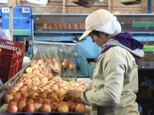 Reforma Laboral: Prohibición expresa de huelga en períodos críticos pide la SNA para el agro