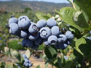 Arándano: Exitoso desarrollo de envases activos para su exportación