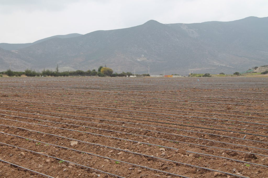 Heladas: Seremi de Agricultura entrega recomendaciones para prevenir sus efectos