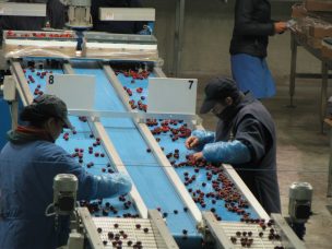 SAG inaugura Central de Exportaciones Agrícolas en San Vicente