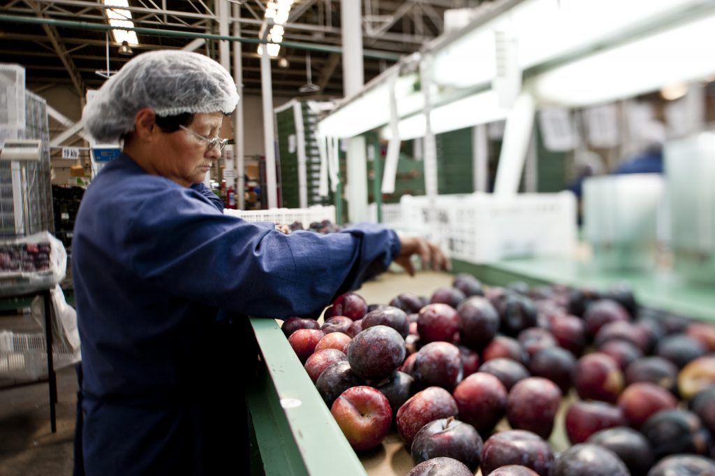 Ingredientes funcionales y aditivos especializados: el auspicioso mercado que le espera a Chile