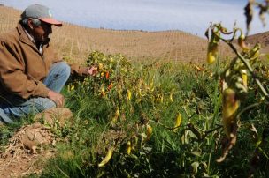Contratos de seguros agrícolas suben 4,6% entre enero-abril 2015