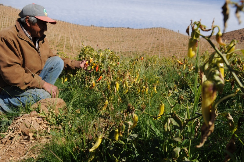 Contratos de seguros agrícolas suben 4,6% entre enero-abril 2015