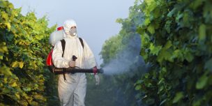 Consorcio I+D Vinos de Chile obtiene inéditos resultados en investigaciones de plaguicidas