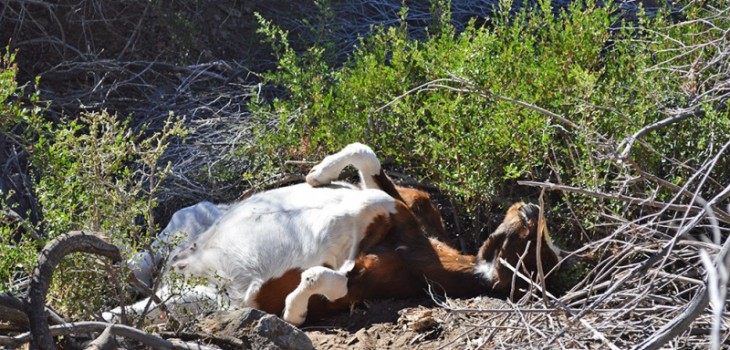 El drama de los crianceros en la región de Coquimbo por la sequía: Mueren 7.000 cabras en Illapel