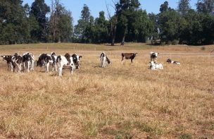 Precio de la leche en Región de Los Lagos cae durante el primer trimestre y es el tercero más bajo del país