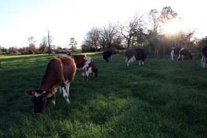 SAG Araucanía entrega recomendaciones a agricultores para cuidar ganado con intensas lluvias