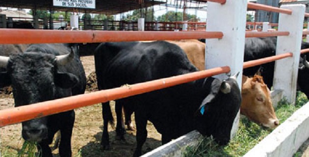 A.G. Bajada Ibáñez mejora centro de acopio ganadero para potenciar ventas