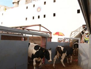 Minagri Los Lagos informó que otras 5 mil vaquillas se exportarán a China