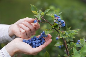 Las oportunidades que abren nuevas tendencias de consumo de frutas en Europa