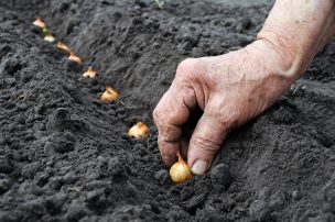 Científicos descubren clave para aumentar rendimiento de cultivos en suelos salinos