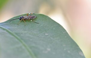 Maule: Estudian valioso aporte de las avispas al medio ambiente, control de plagas y la agricultura