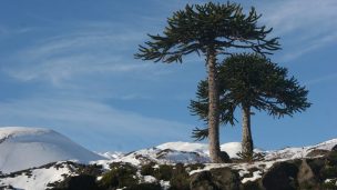 PROYECTO DE INFOR BUSCA ESTABLECER LA RECOLECCIÓN SUSTENTABLE DE LA SEMILLA DE LA ARAUCARIA