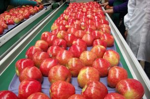 Salen primeras manzanas Honeycrisp chilenas con destino al retail de Estados Unidos