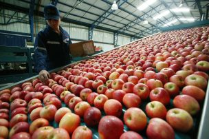 Más de 6 millones de árboles Cripps Pink y Rosy Glow fueron declarados en Chile