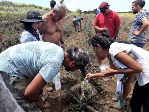 Uso de controladores biológicos en Rapa Nui: en la senda de una agricultura más limpia