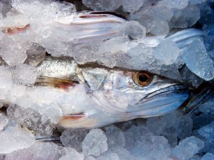 Región del Bío Bío exporta a Cuba $18 mil millones en pescados congelados