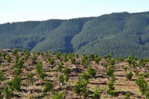 La gestión forestal sustentable, sello que se impone hoy en el cuidado del medio ambiente