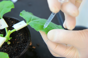 Modificación genética en plantas produce un atajo en la fotosíntesis que mejora la productividad de los cultivos