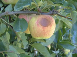 Ola de calor podría afectar cultivos frutales de Chile