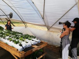 Frambuesas chilenas desarrolladas por el Consorcio Tecnológico de la Fruta de ASOEX despiertan interés de la Unión Europea