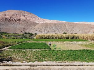 Destinan $208 millones para recuperar suelos degradados en Tarapacá con segundo concurso del año