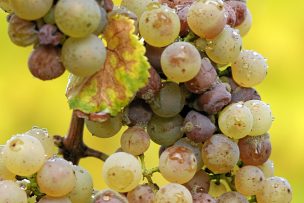 Científicos chilenos descubren forma para terminar con hongos en frutas y verduras