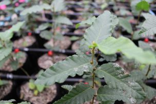 El súper roble-raulí, la gran apuesta de la ciencia para industria forestal