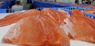 Salmoneros duplican envíos a China y crecen en Rusia