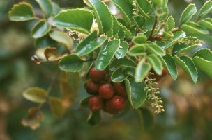 Algunas plantas se aclimatarían a diversas condiciones de luz para mantener su proceso fotosintético