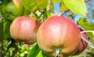 Innovación en cooperativas: Proyecto FIA agregó valor a la manzana chilota