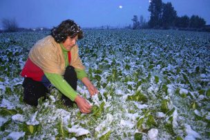 Riesgo de heladas y los efectos en la agricultura