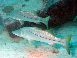 Fundación Chile comprueba potencial del róbalo como biocontrolador