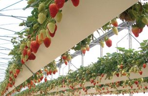 AGRICULTORA AYMARA REALIZA PRIMER CULTIVO DE FRUTILLAS A MÁS DE 3 MIL METROS SOBRE NIVEL DEL MAR