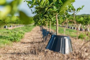 Protectores que reducen en un 90% la necesidad de agua y fertilizantes de los árboles