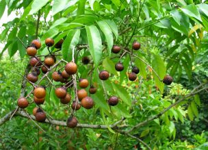 ¿Conoces el árbol del jabón? Usos de esta alternativa ecológica