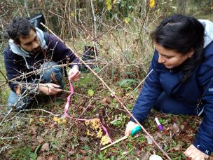 Proyecto permitirá propagar hongos silvestres comestibles en Panguipulli