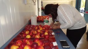 Más de 50 días de post cosecha logran variedades de carozos que está desarrollando el Consorcio Tecnológico de la Fruta de ASOEX